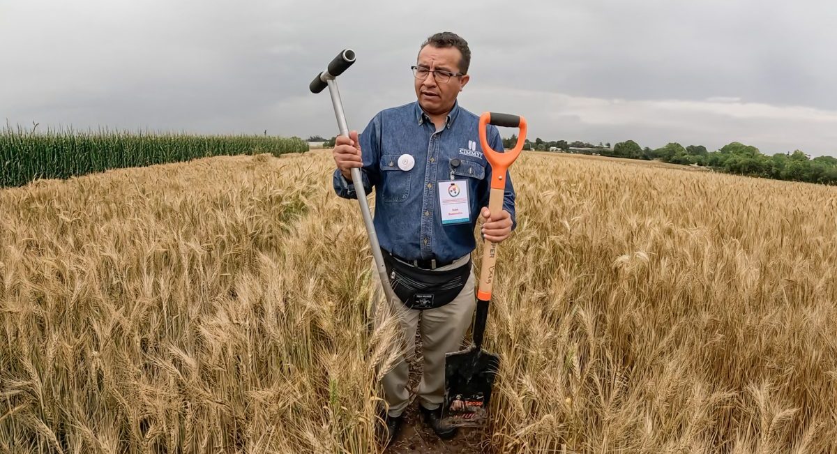 Francisco Buenrostro Rodríguez muestra herramientas clave para un muestreo de suelos efectivo: barrena de fertilidad y pala de pico. (Foto: Francisco Alarcón/CIMMYT)