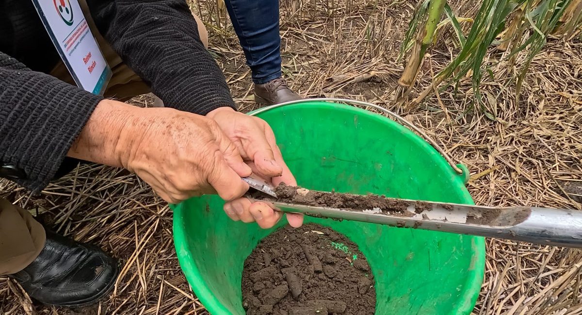 Recolección de muestra de suelo con barrena de fertilidad para análisis técnico y diagnóstico de propiedades del suelo. (Foto: Francisco Alarcón/CIMMYT)