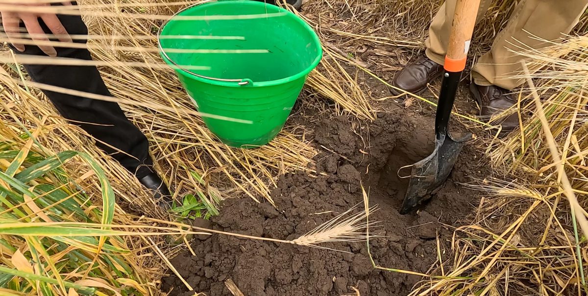 Preparación de una muestra de suelo utilizando una pala de pico y un recipiente para análisis de fertilidad. (Foto: Francisco Alarcón/CIMMYT)