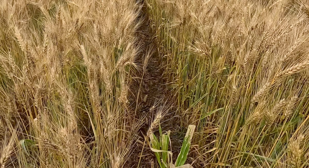 Ejemplo de distribución de puntos de muestreo en un campo de trigo, siguiendo una disposición estratégica para un análisis uniforme del suelo. (Foto: Francisco alarcón/CIMMYT)