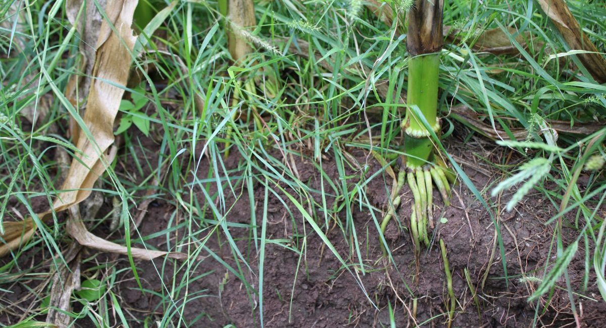 Raíces de planta de maíz cultivado con prácticas sustentables en parcela San Andrés Andúa, Oaxaca. (Foto: Fernando M Garcilazo / CIMMYT)