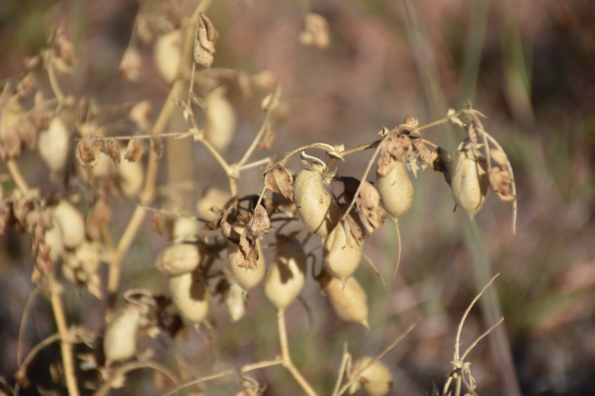 Cultivo de garbanzo. (Foto: Fernando Morales / CIMMYT)