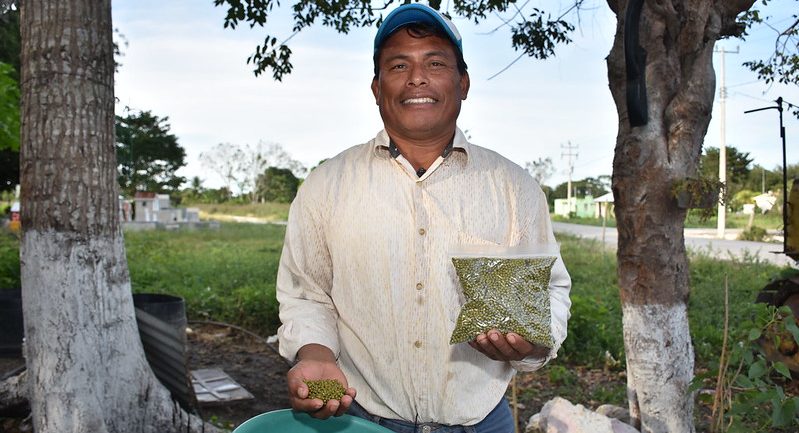 Productor de Candelaria, Campeche, muestra su cosecha de frijol mungo, generada a partir de semilla proporcionada a través de la red de innovación que impulsa el CIMMYT. (Foto: Fernando Morales Garcilazo / CIMMYT)