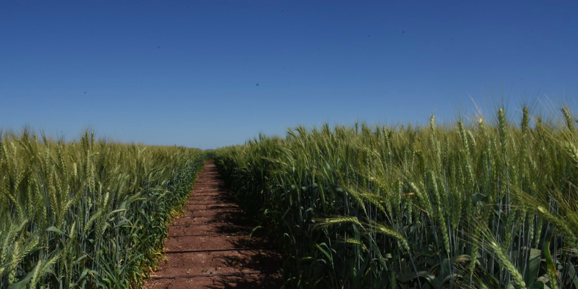 Trigo cultivado con agricultura de conservación en el Bajío. (Foto: CIMMYT)