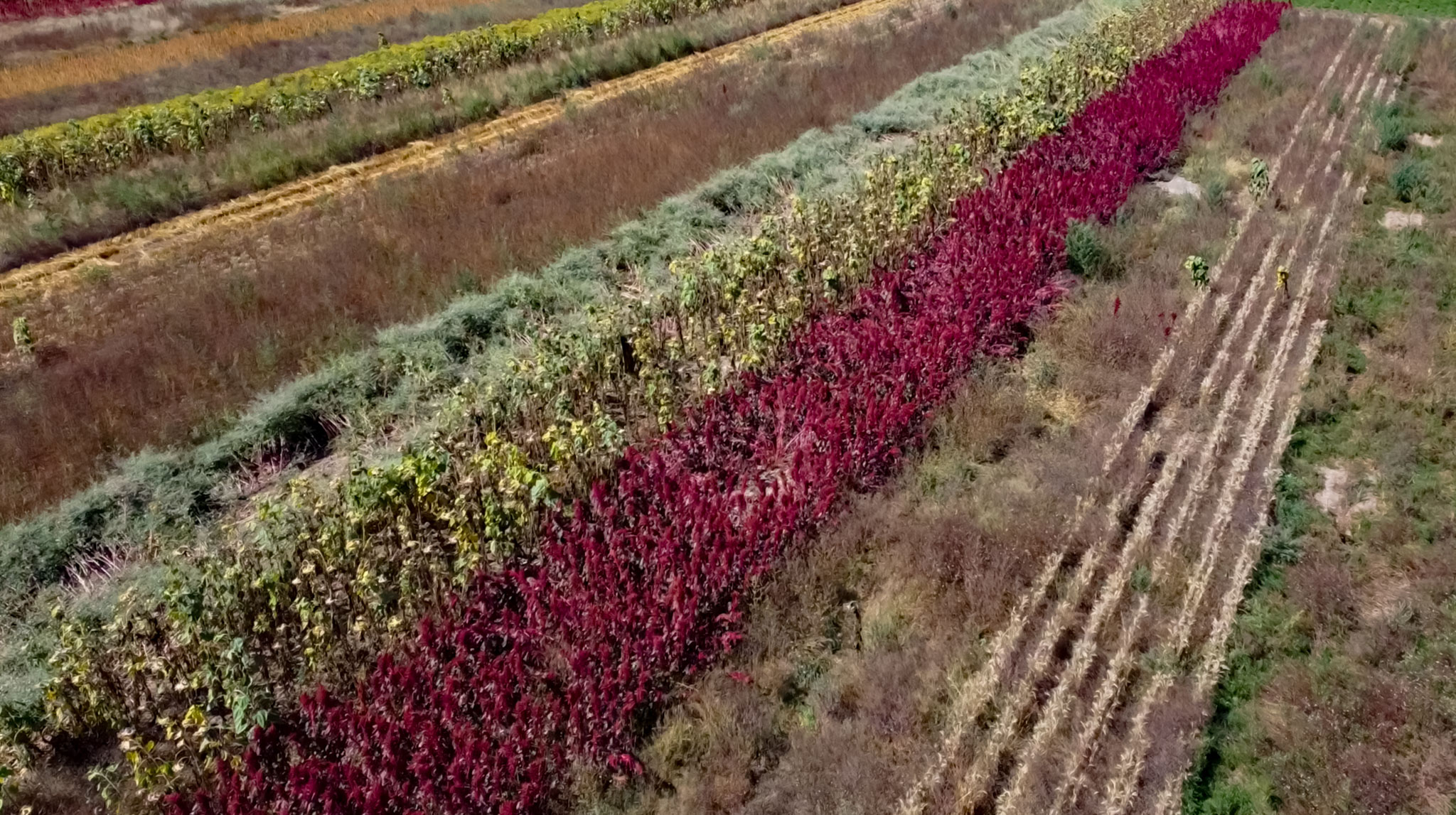 Parcelas demostrativas con cultivos diversificados que promueven la reducción de emisiones. (Foto: CIMMYT)