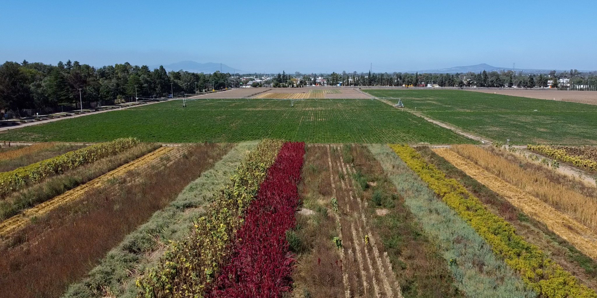 Parcelas demostrativas con cultivos diversificados que promueven la reducción de emisiones, el aumento de biodiversidad y la conservación del suelo como parte de prácticas de agricultura regenerativa. (Foto: CIMMYT)