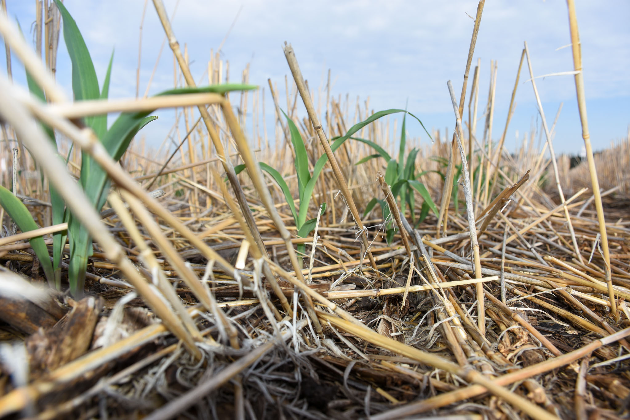 Cultivo emerge entre rastrojos que protegen el suelo, ayudan a conservar humedad y reducen emisiones al evitar su quema, lo que promueve una agricultura más regenerativa y sustentable. (Foto: CIMMYT)