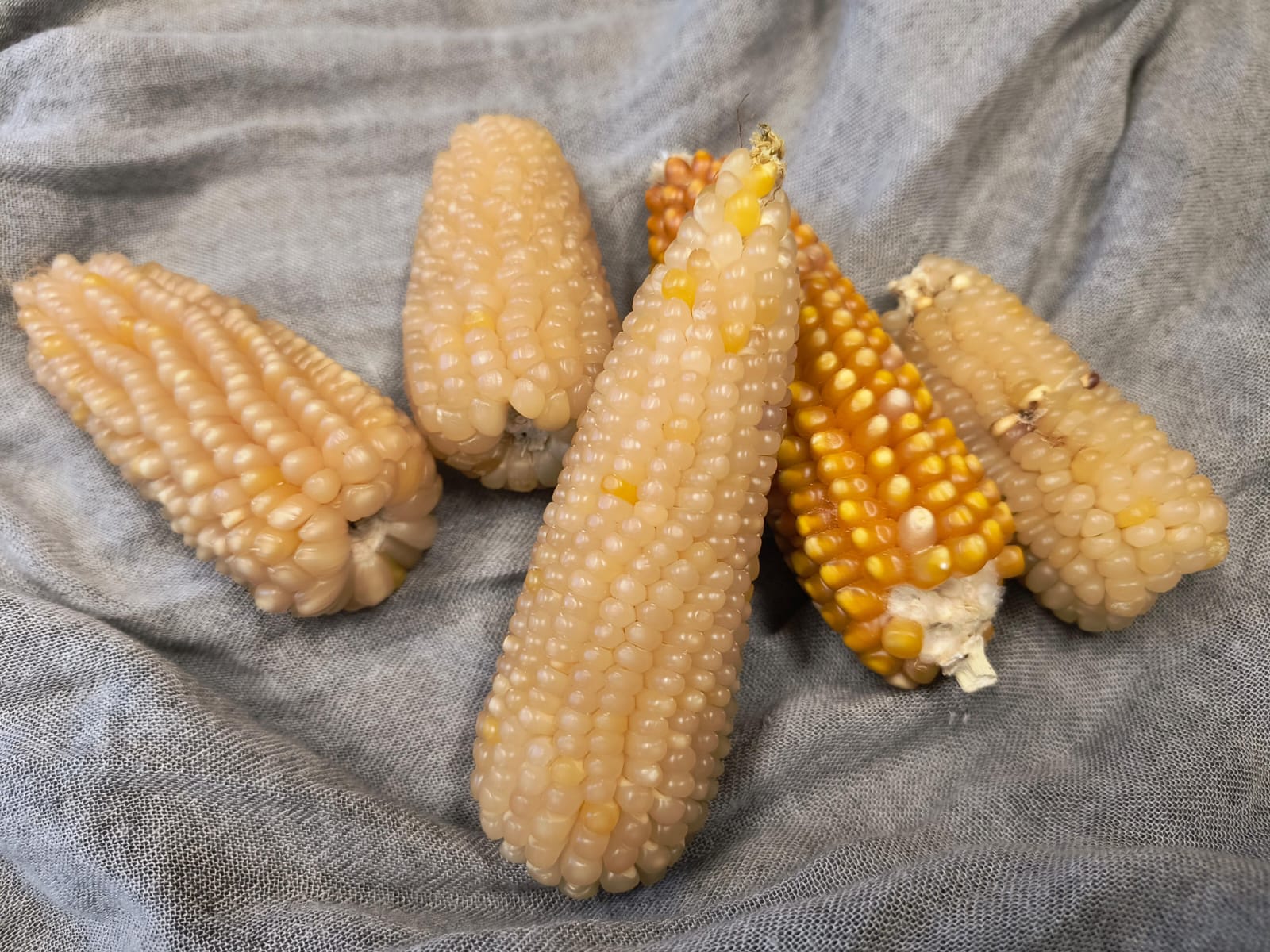 Maíces palomeros del Banco de Germoplasma del CIMMYT. (Foto: CIMMYT)