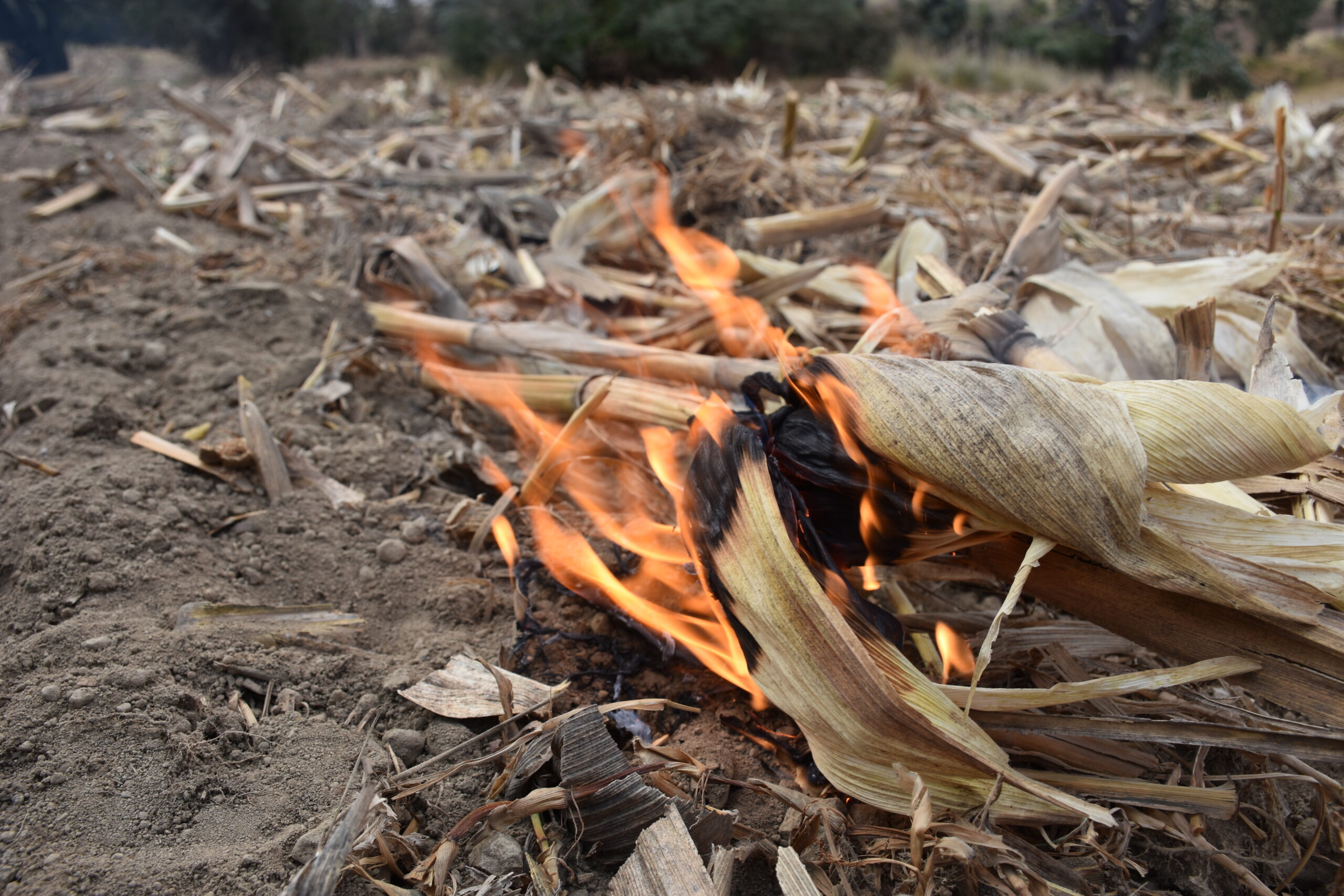 La quema de rastrojo es una práctica que afecta el suelo y el ambiente. #OaxacaNoQuema promueve alternativas sustentables. (Foto: Francisco Alarcón / CIMMYT)