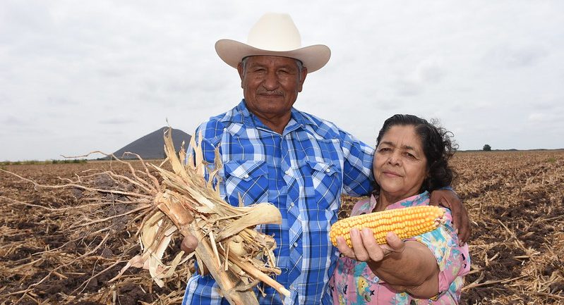 Productores de Sinaloa muestran el maíz que cultivan y el rastrojo con el que ahora protege el suelo de su parcela. (Foto: Francisco Alarcón / CIMMYT)