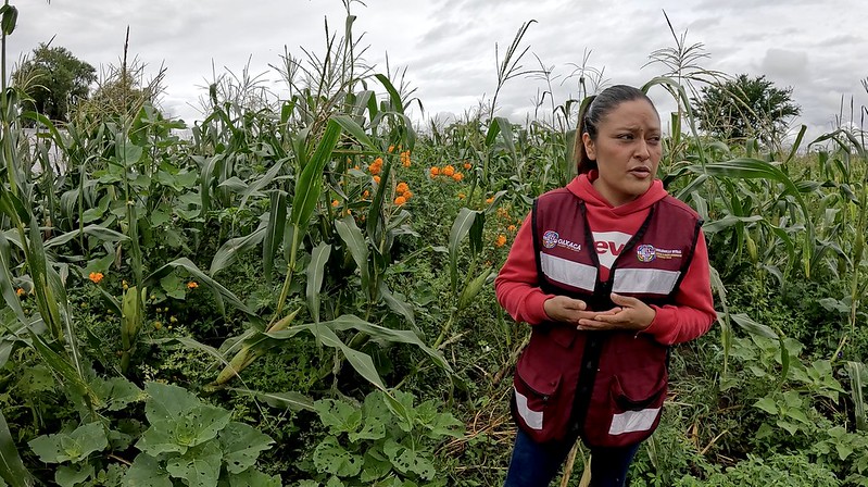 Técnica de SEFADER explicando las innovaciones sustentables implementadas a partir de la capacitación con CIMMYT. (Foto: CIMMYT)