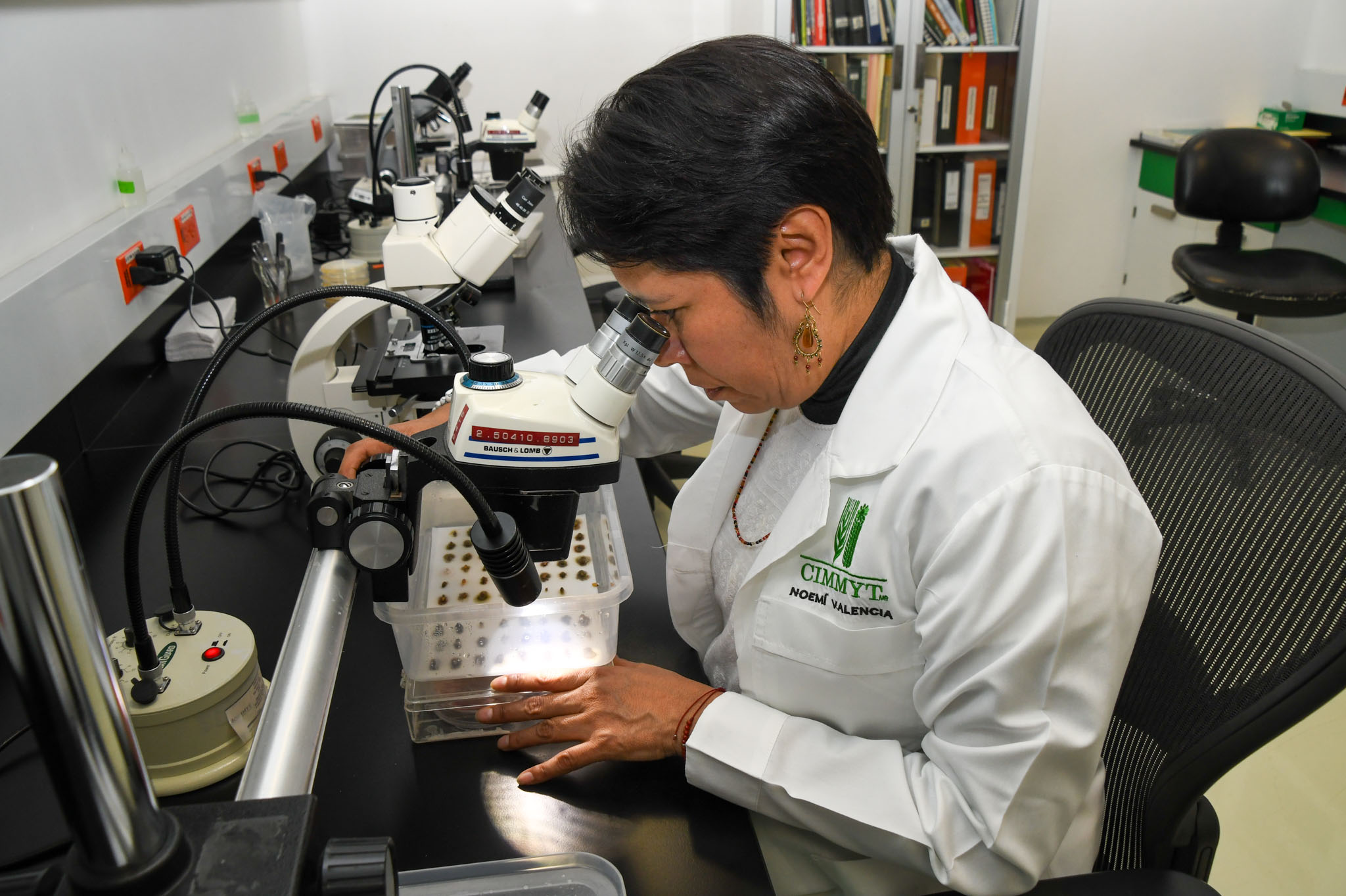 Noemí Valencia, gerente del Laboratorio de Sanidad de Semillas del CIMMYT, analiza semillas para garantizar su calidad y seguridad fitosanitaria. (Foto: Gabriela Bracamonte/CIMMYT)