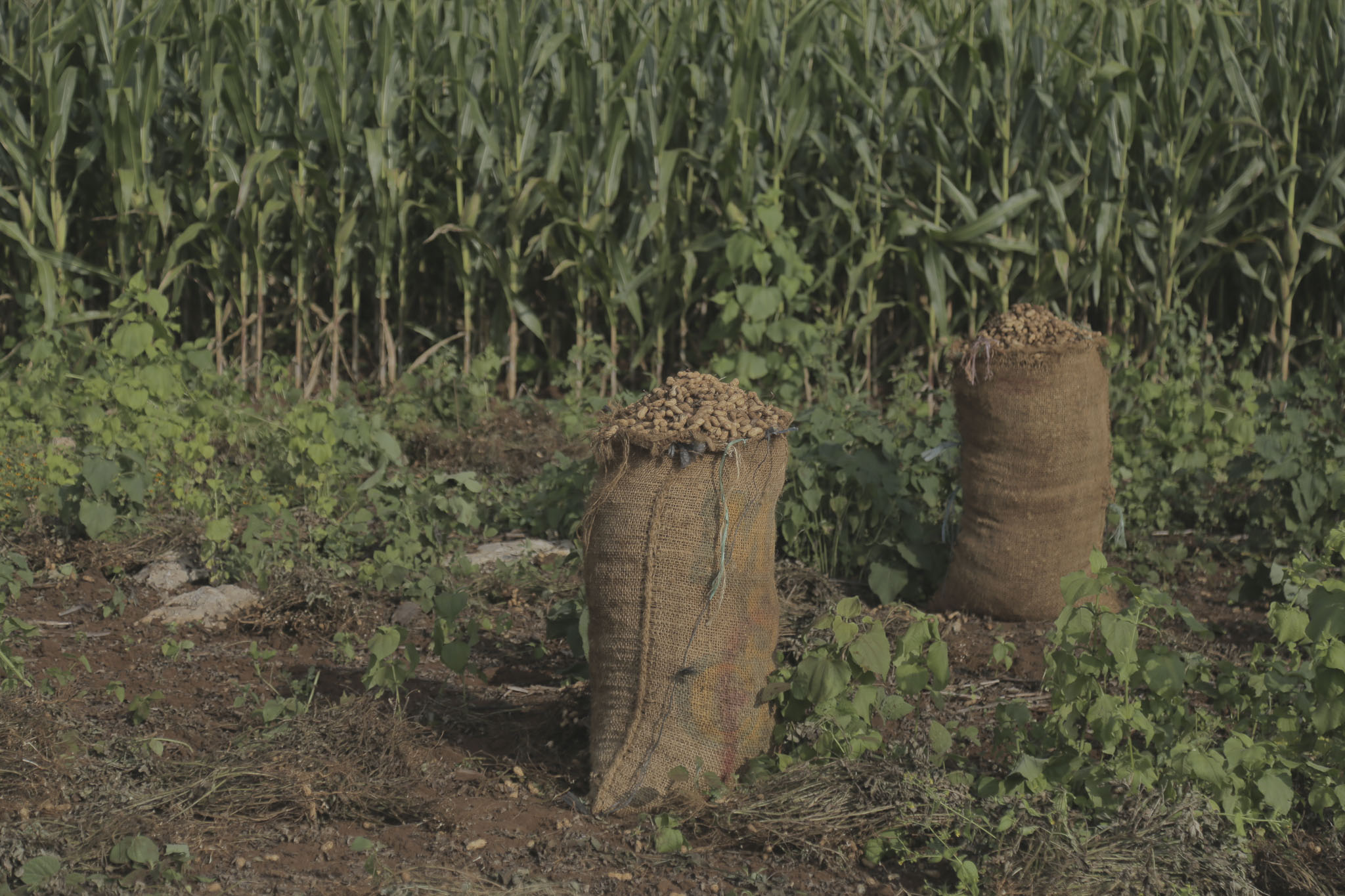 Cosecha de cacahuate en un sistema diversificado con maíz, una práctica que mejora la fertilidad del suelo y promueve la seguridad alimentaria. (Foto: CIMMYT)