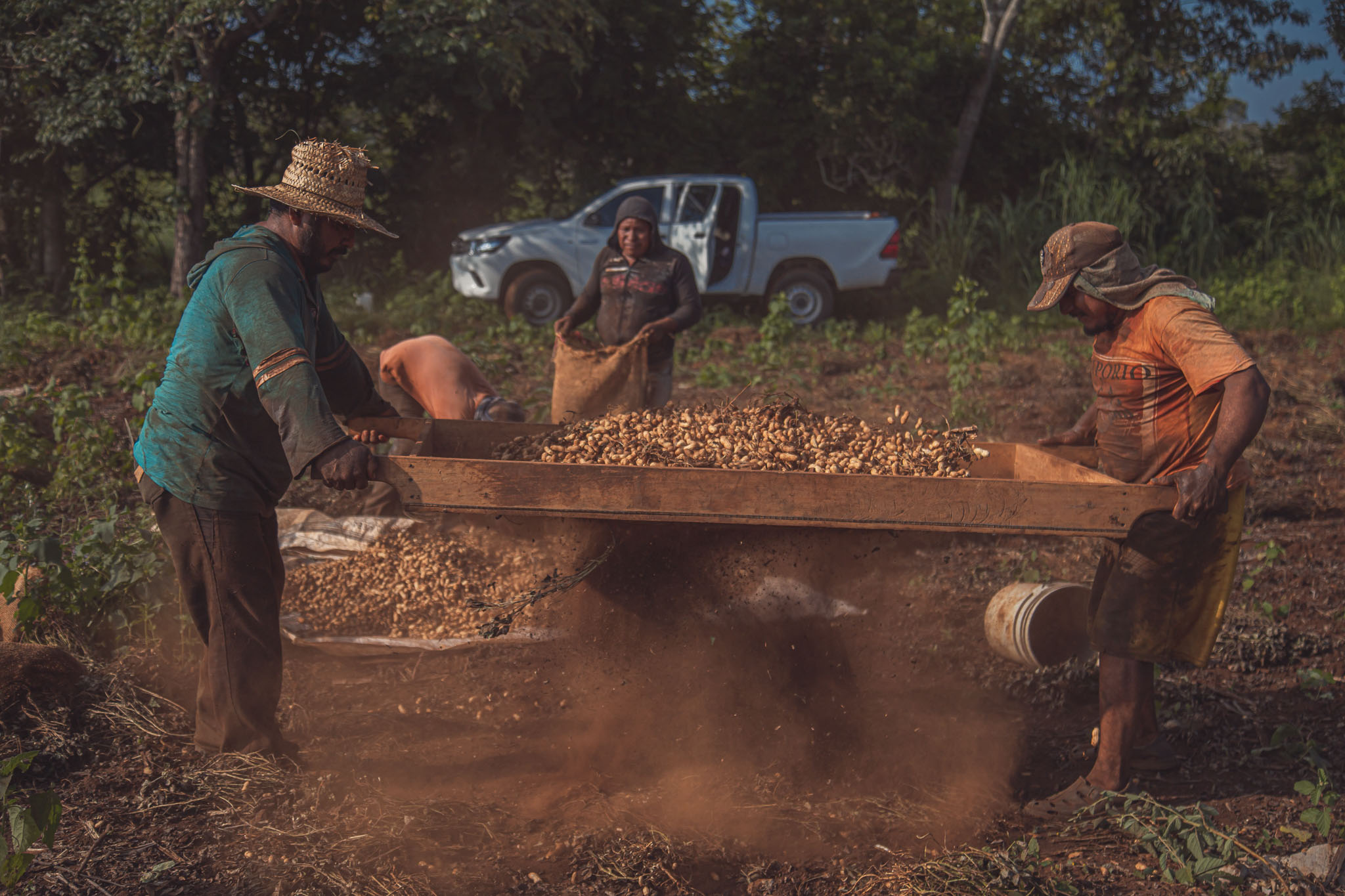 Productores cosechan y limpian cacahuate en campo, una leguminosa clave para la diversificación de cultivos y la seguridad alimentaria en sistemas agroecológicos. (Foto: CIMMYT)