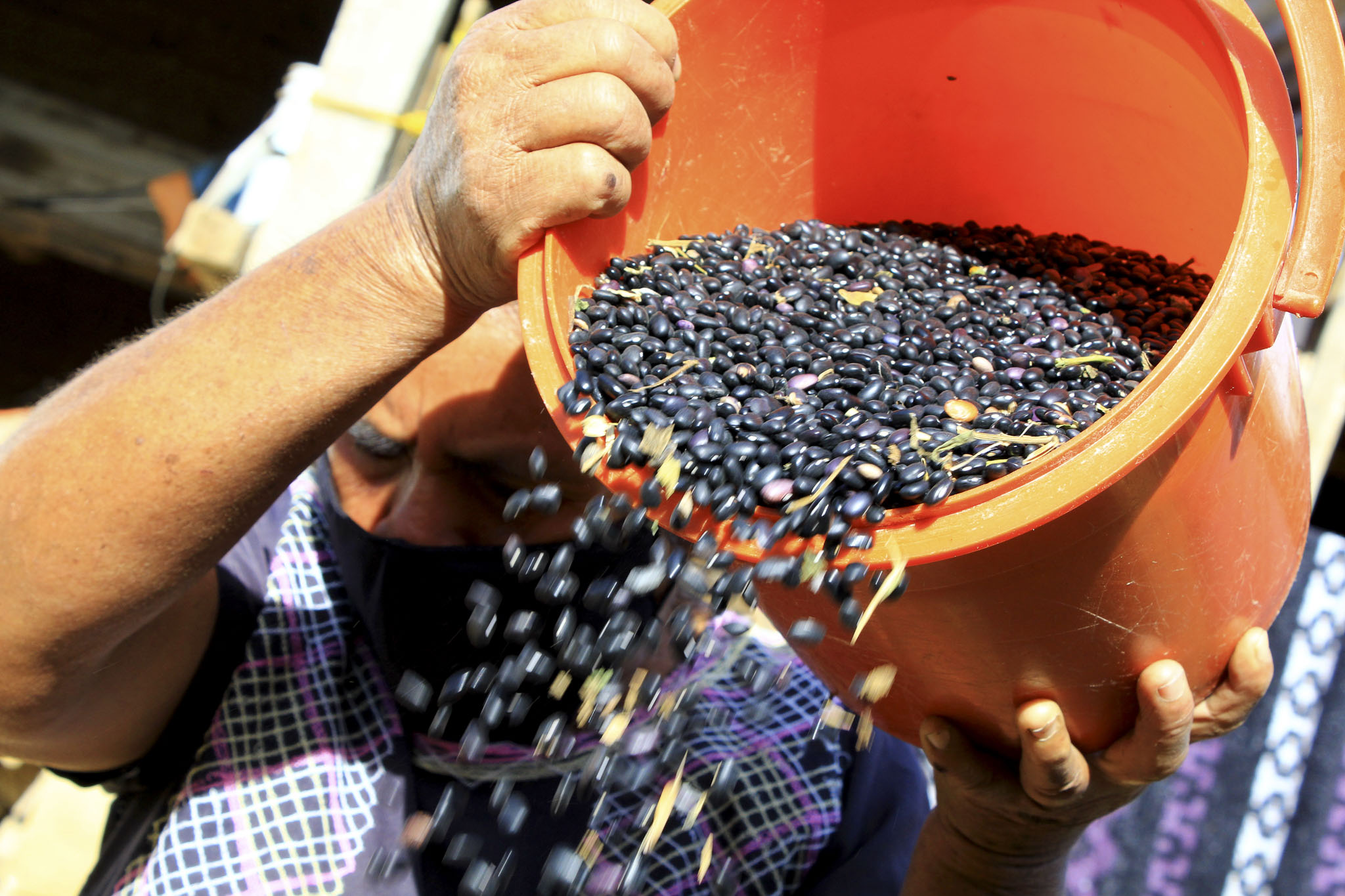 Selección de frijol, una legumbre clave en la alimentación y la seguridad alimentaria de México. (Foto: CIMMYT)