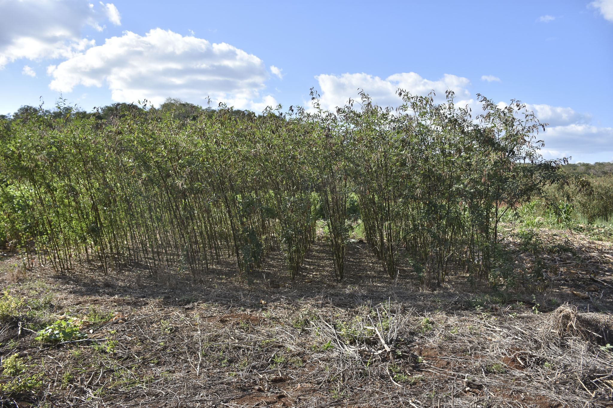 Barreras vivas establecidas en el campo para reducir la erosión, conservar la humedad del suelo y favorecer el crecimiento de cultivos como las legumbres en sistemas agroecológicos. (Foto: CIMMYT)