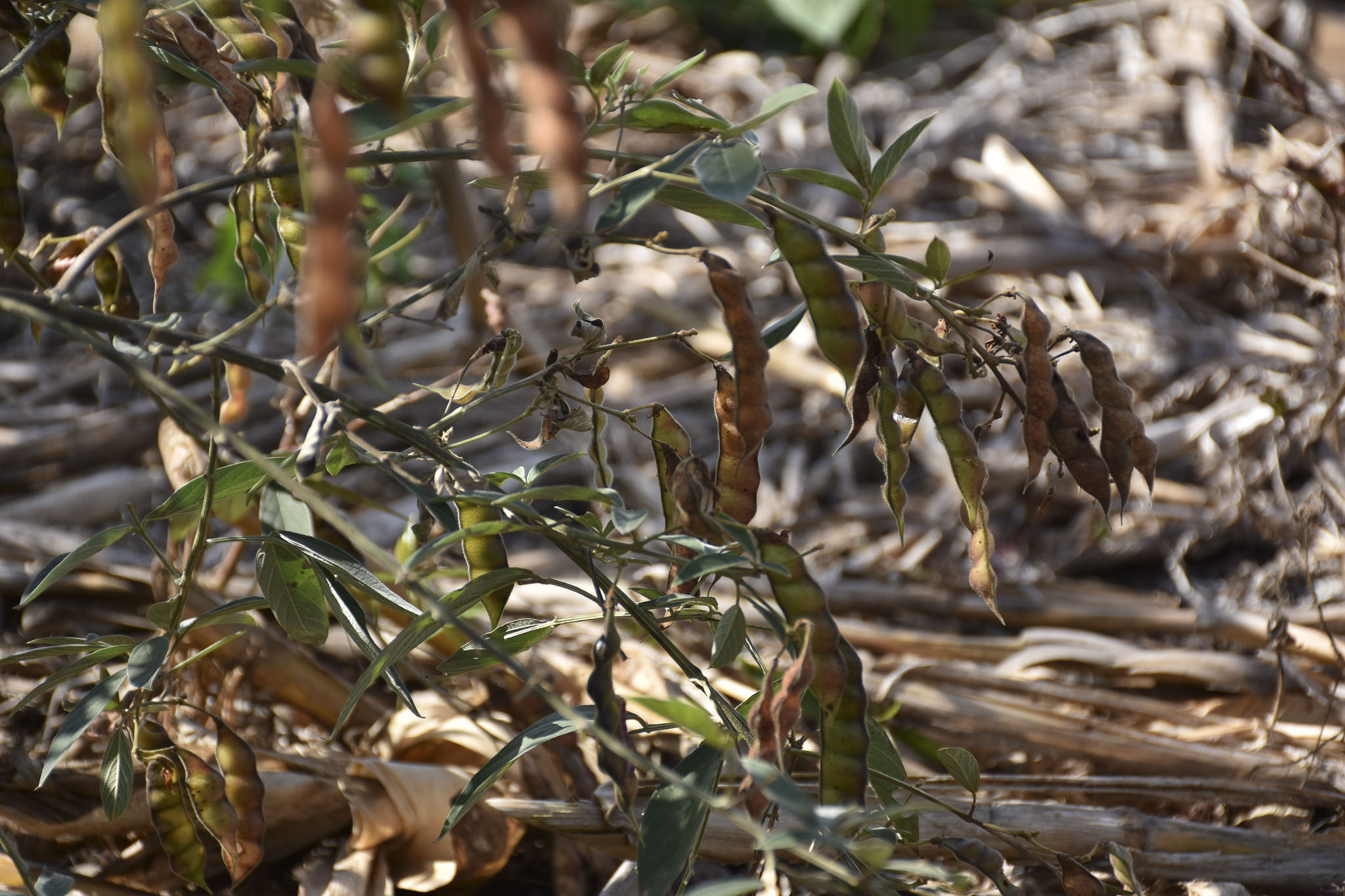 Leguminosas en maduración sobre rastrojo, una práctica que conserva humedad y mejora la fertilidad del suelo. (Foto: CIMMYT)