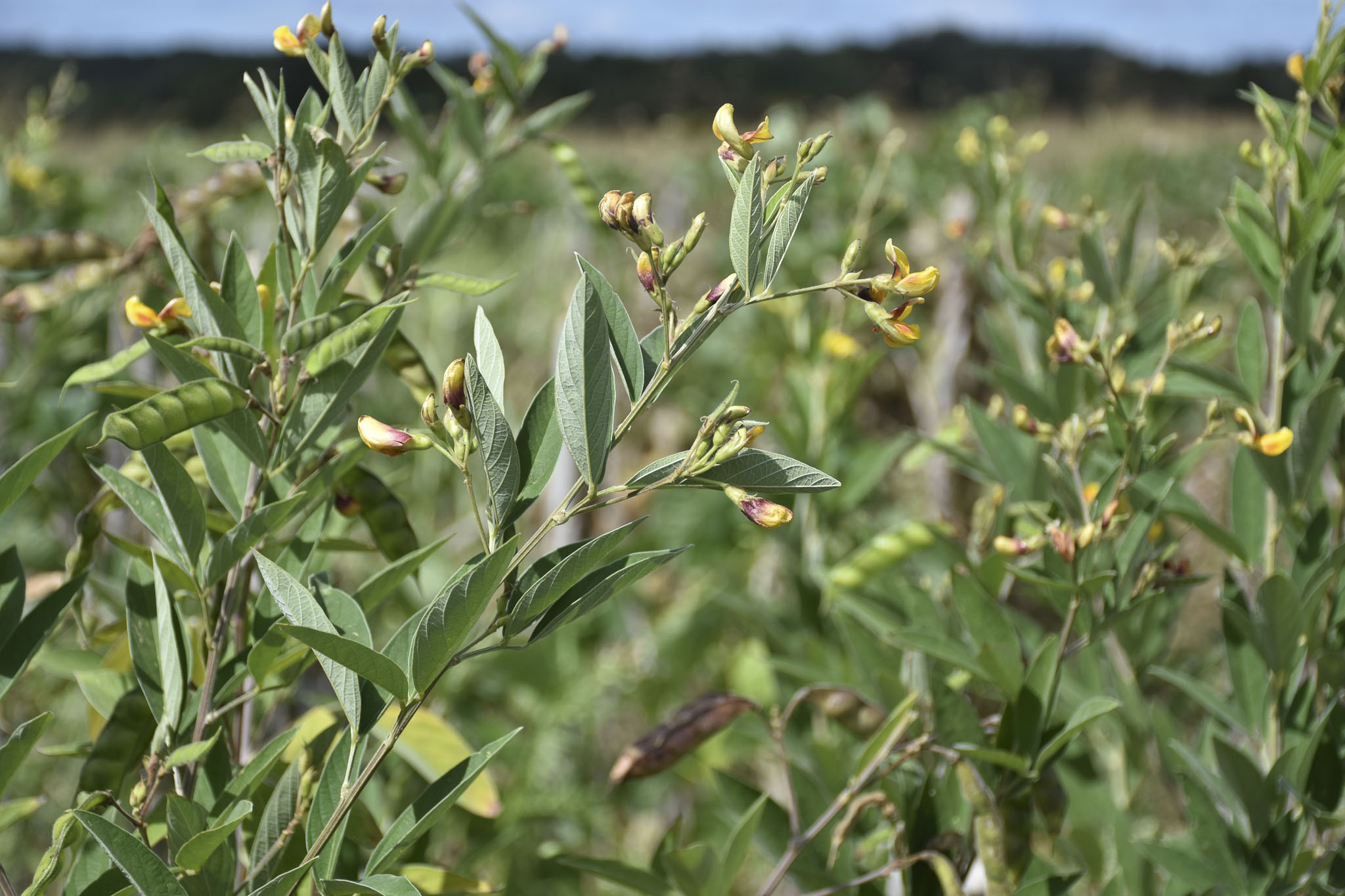 Leguminosas en etapa de floración y formación de vainas, fundamentales para la biodiversidad del suelo y la seguridad alimentaria. (Foto: CIMMYT)