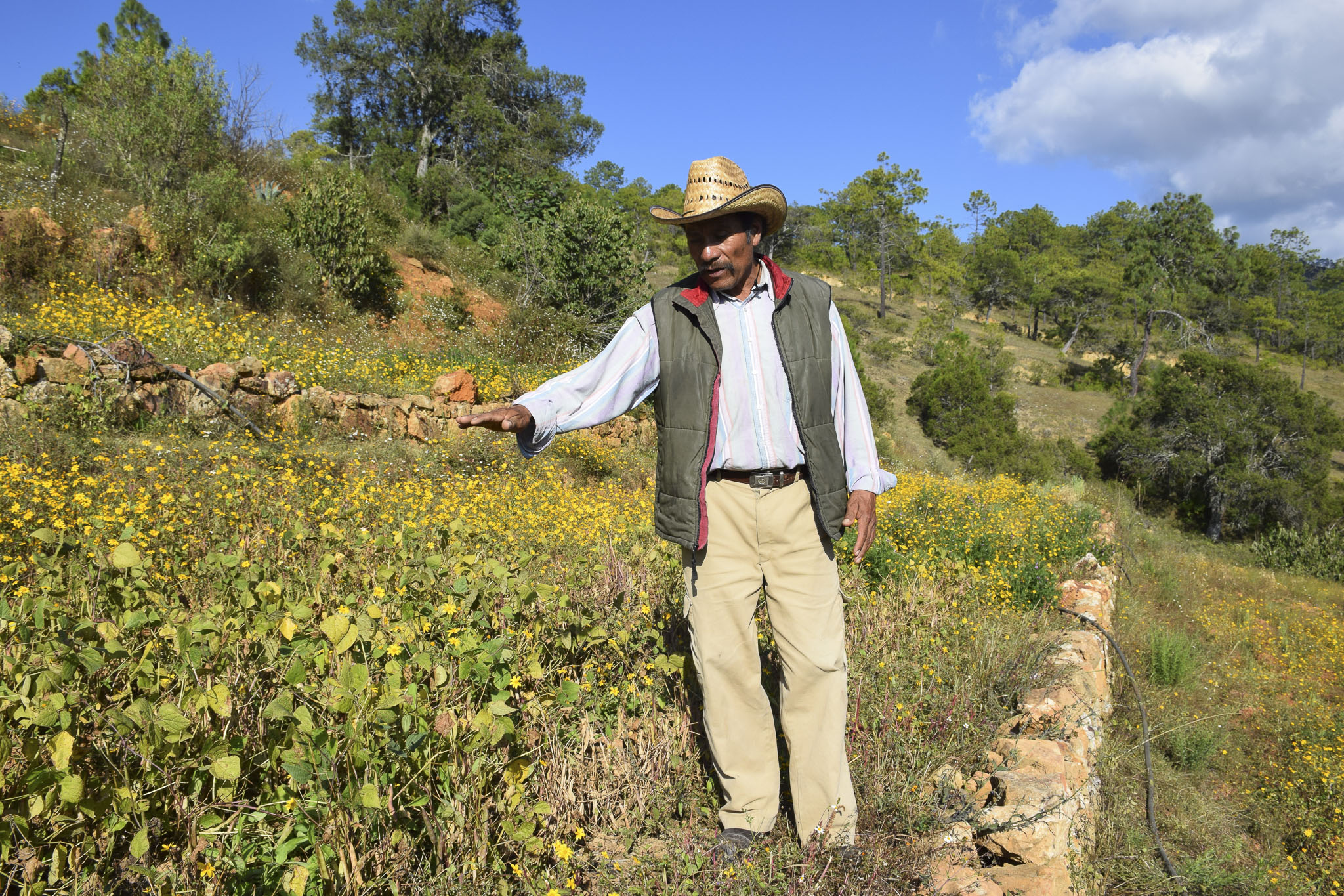 Productor implementa la rotación y diversificación de cultivos con leguminosas en laderas. (Foto: CIMMYT)