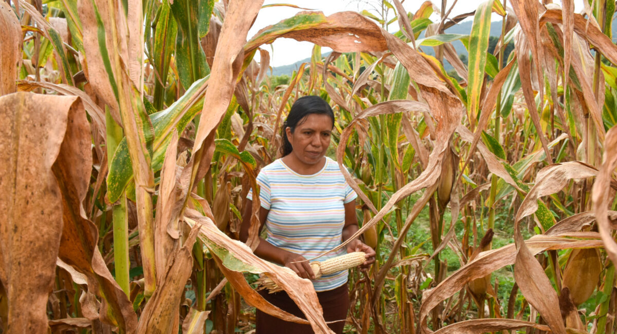 Leticia García Martínez, productora de San Isidro Limón, cosecha el fruto de su esfuerzo y dedicación en el campo. (Foto: Sarah Martínez/CIMMYT)