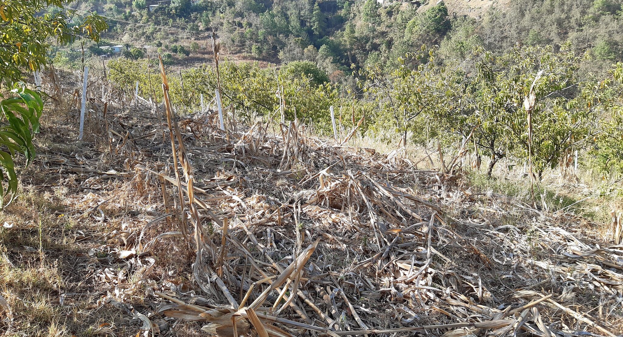 Rastrojo como cobertura del suelo en un sistema diversificado con árboles frutales en terrenos de ladera. (Foto: CIMMYT)