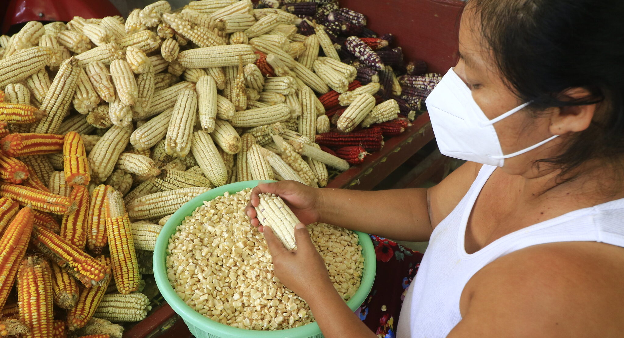 Mujer desgranando maíz nativo. (Foto: CIMMYT)