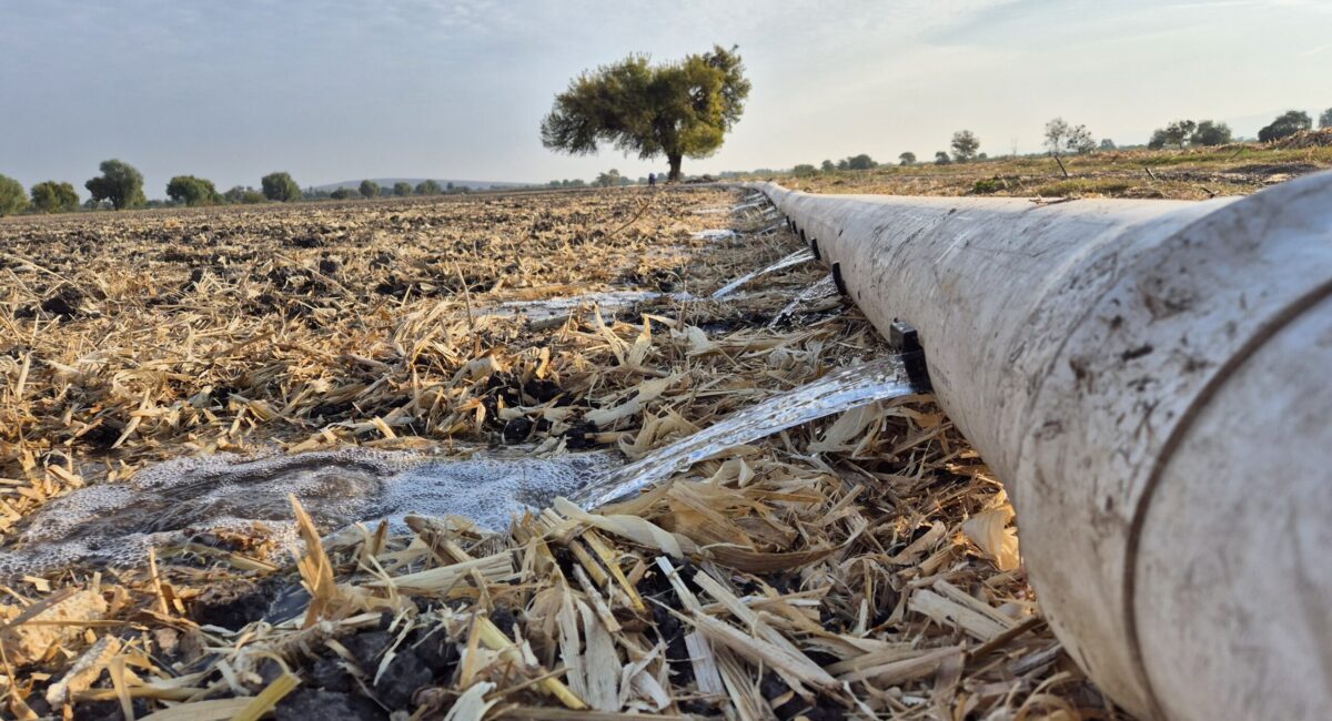 Usar tuberías con salidas controladas es una práctica sencilla pero efectiva para mejorar el riego: permite distribuir el agua de forma uniforme, reducir escurrimientos y aprovechar mejor cada gota. (Foto: Daniel Sandoval/CIMMYT)