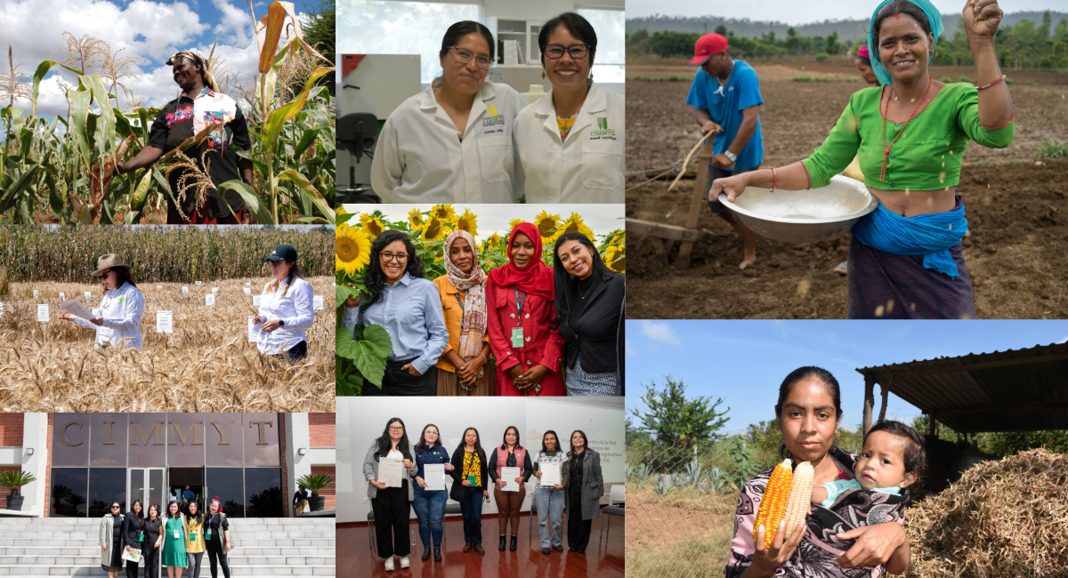 Desde el campo hasta la investigación, las mujeres en el CIMMYT impulsan la transformación de los sistemas agrícolas con su conocimiento, resiliencia y compromiso con la seguridad alimentaria global. (Fotos: Jenifer Morales, Gabriela Bracamonte, Francisco Alarcón y CIMMYT)