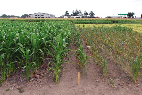 Contrast between maize grown in rotation with wheat, with zero tillage on the flat, and retention of all residues (left), with maize grown without rotation, with conventional tillage and removal of all residues (right), on long-term conservation agriculture (CA) trial plot D5 at CIMMYT’s headquarters, El Batán, Mexico. Photo: CIMMYT