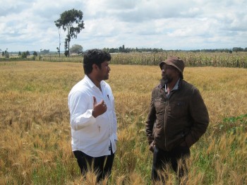El mejorador Sridhar Bhavani, que coordina los viveros de selección para obtener resistencia a la roya del trigo del CIMMYT en África oriental, charla con Simon Ng’ang’a. Foto: CIMMYT/Julie Mollins