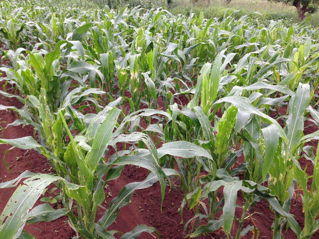 Scientists tackle deadly fall armyworm infestation devastating maize in ...