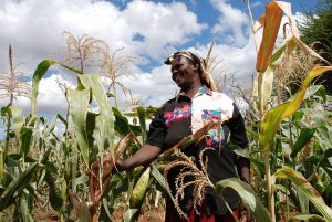 Ruth Kamula, a community-based seed producer in Kiboko, Kenya, planted KDV-1, a drought tolerant (DT) seed maize variety developed with the Kenya Agricultural Research Institute (KARI) as part of CIMMYT’s Drought Tolerant Maize for Africa (DTMA) project. CIMMYT/Anne Wangalachi