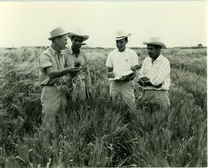 Norman Borlaug trabajando con otros investigadores en el campo. Foto: Archivos del CIMMYT